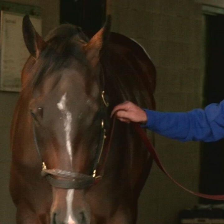 Kentucky Derby winner Sovereignty scratched from the Breeders' Cup Classic